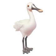 White Spoonbill in Heartopia