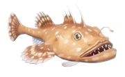 Anglerfish