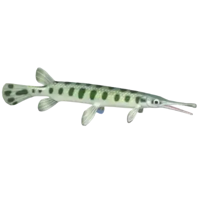 Black Garfish fish image