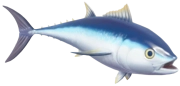 Bluefin Tuna