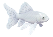 Butterfly Koi
