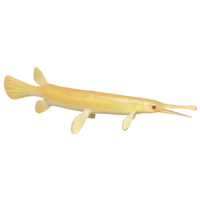 Golden Garfish fish image