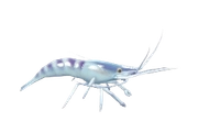 Oriental Shrimp