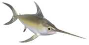 Swordfish