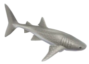 Whale Shark