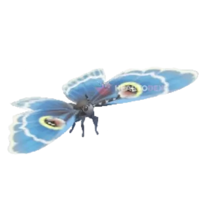 White-banded Erebus Moth insect image